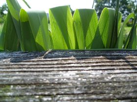 AnjaEßelborn_Gräser+grünrotschwarzeBeeren_im_Brückengeländer_Ausschnitt3_13.07.13_A6.jpg