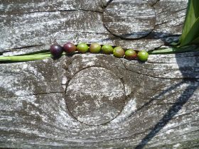 AnjaEßelborn_Gräser+grünrotschwarzeBeeren_im_Brückengeländer_Ausschnitt6_13.07.13_A6.jpg