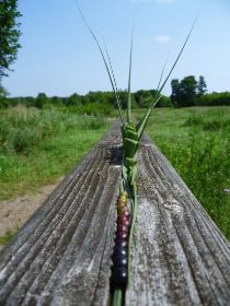 AnjaEßelborn_Gräser+grünrotschwarzeBeeren_im_Brückengeländer_gesamt_1_13.07.13_A6.jpg